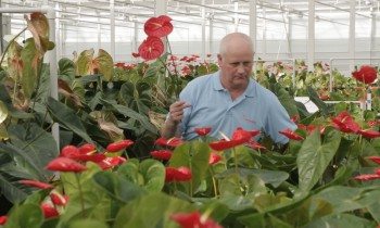 Harvesting of Anthurium cut flowers