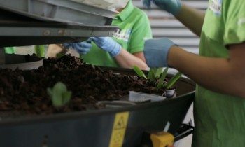 Mechanical potting of Phalaenopsis