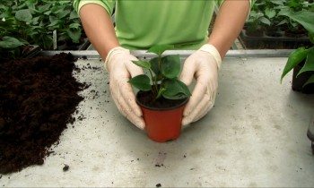 Transplanting Anthurium plants