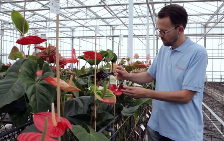 Veredeling van Anthurium snijbloemen