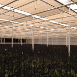 Harmonica canvas in phalaenopsis cultivation