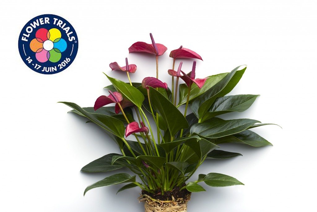 Anthurium Cirano® ©Anthura 