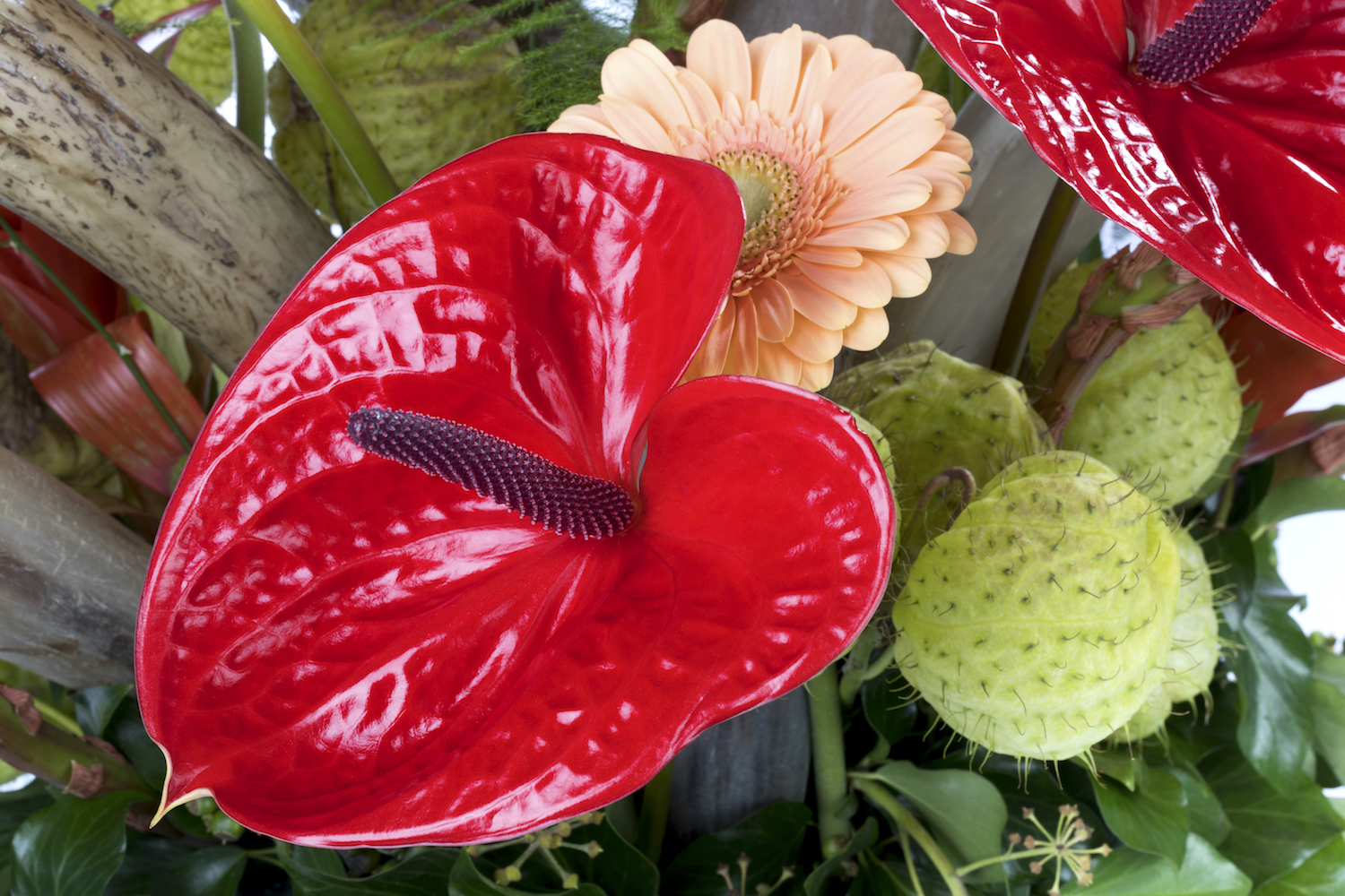 4 nieuwe soorten anthurium snijbloemen