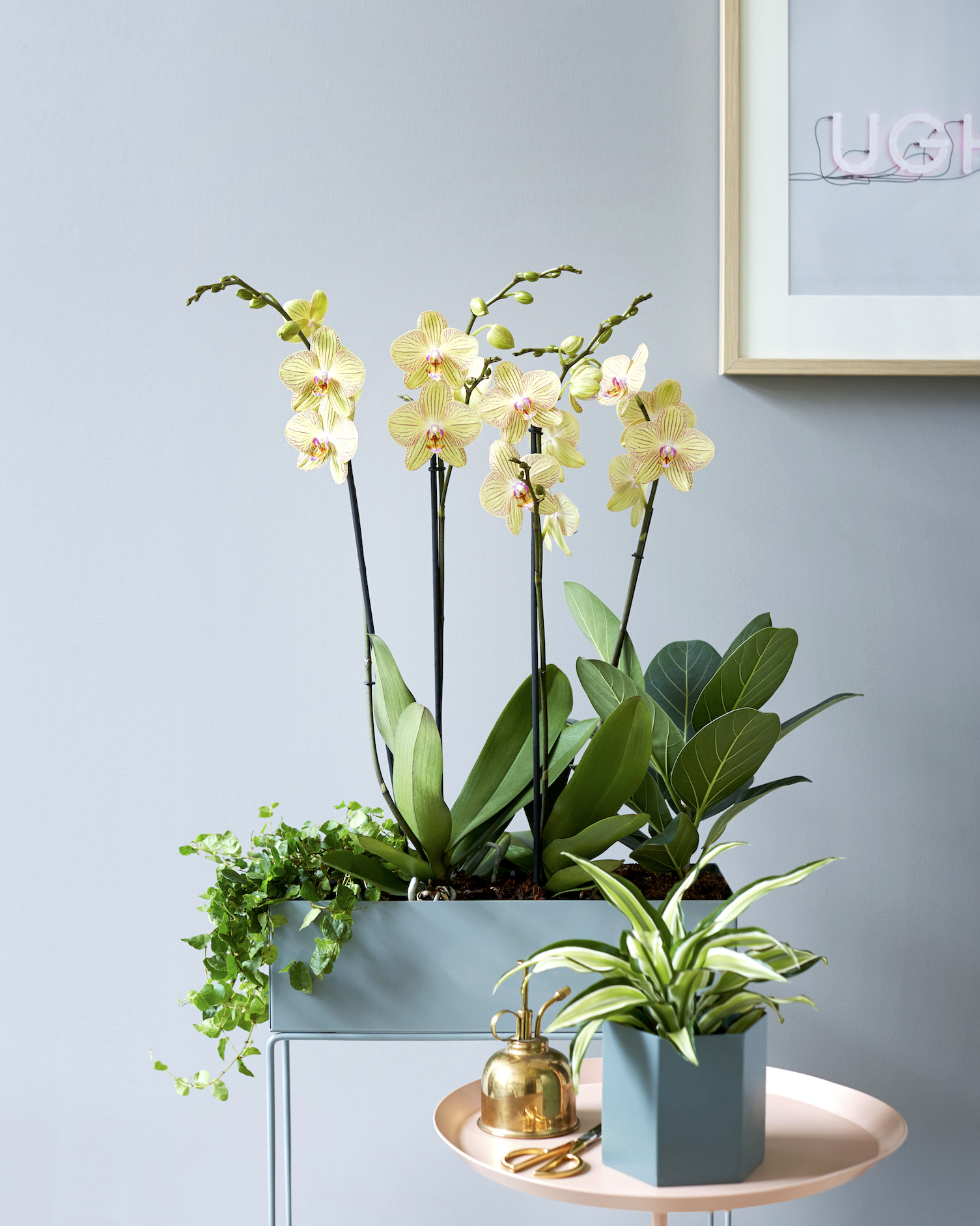 De bijzondere patronen waar een phalaenopsis in komt