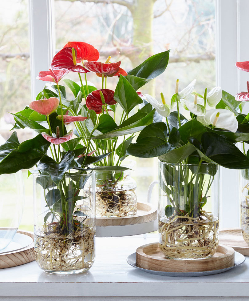 Groen in GLas: Anthurium op water