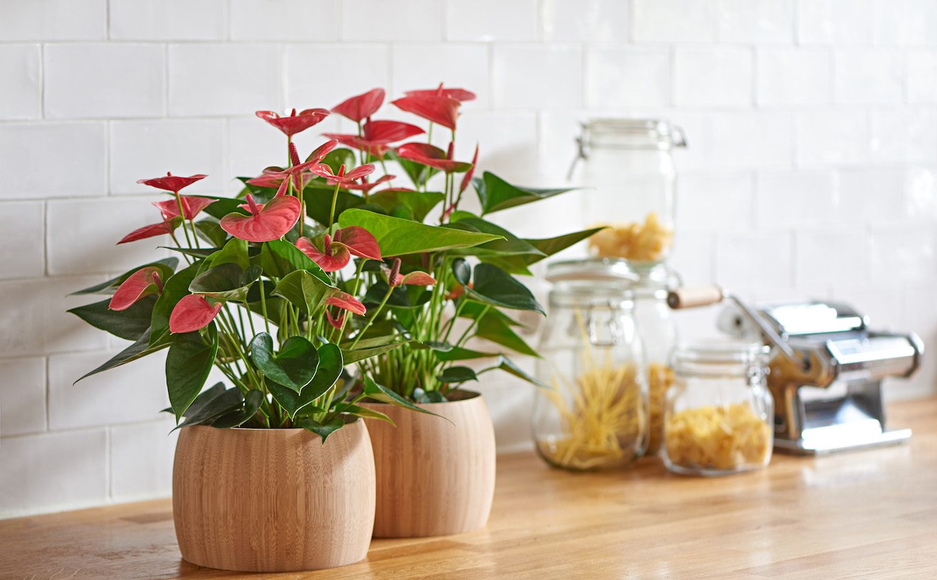 Een anthurium snoeien