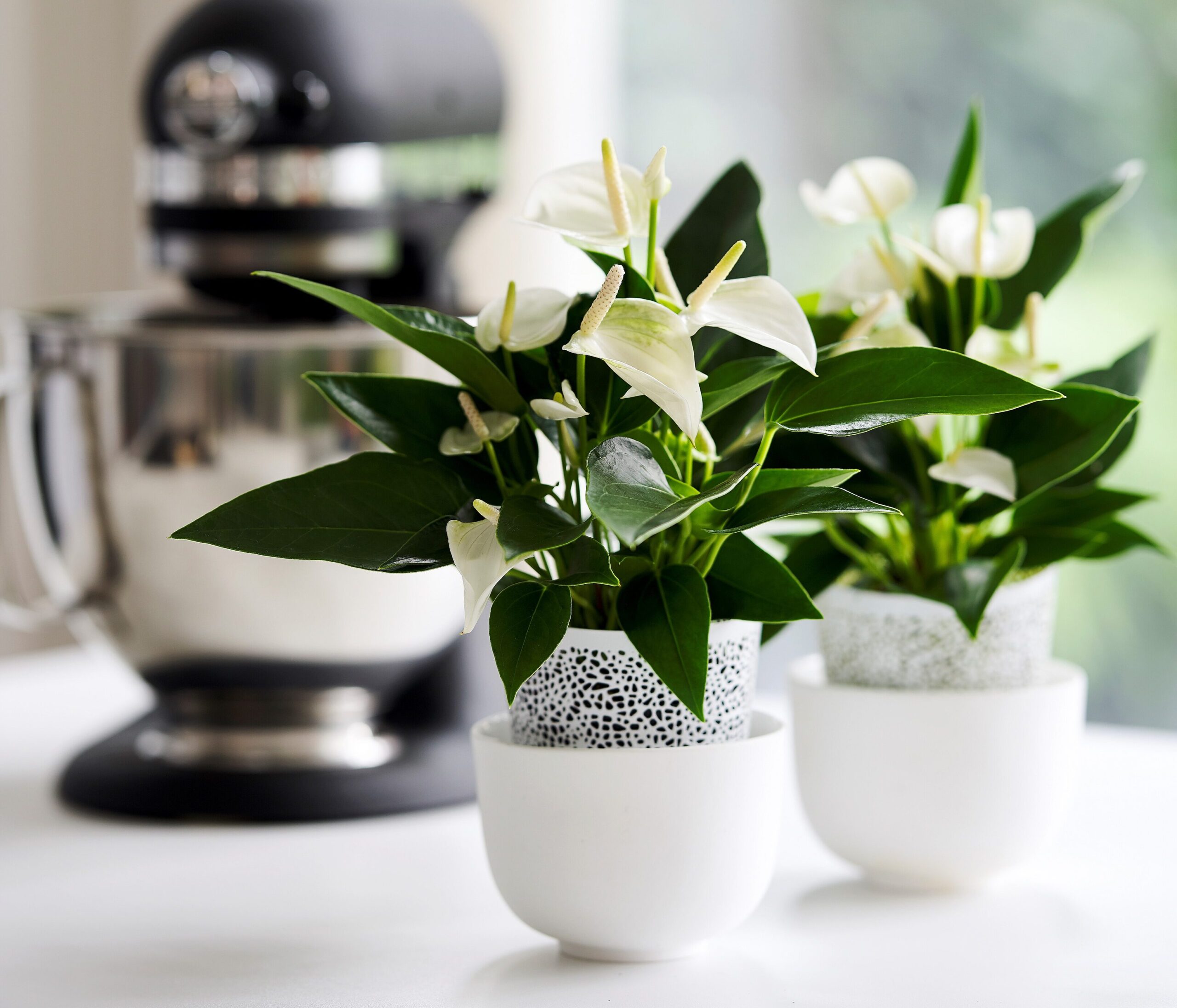 Zo style je de keuken met anthurium planten