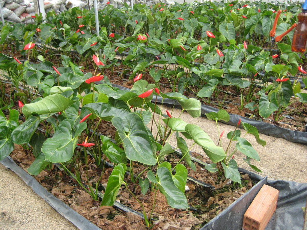 Substraat anthurium snijbloemen