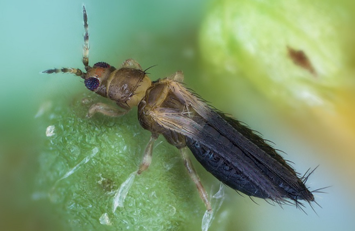 Silver lining in the approach to Tobacco Thrips