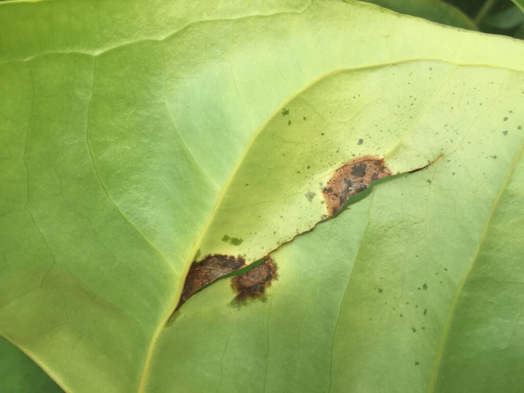 Anthurium en Xanthomonas