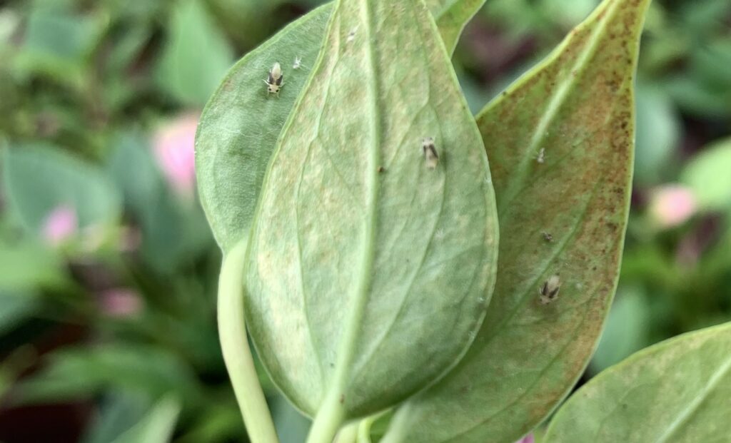 Beschikbaarheid toekomstige gewasbeschermingsmiddelen en hun alternatieven voor anthurium