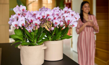 Anthura Antwerp, a polished Phalaenopsis